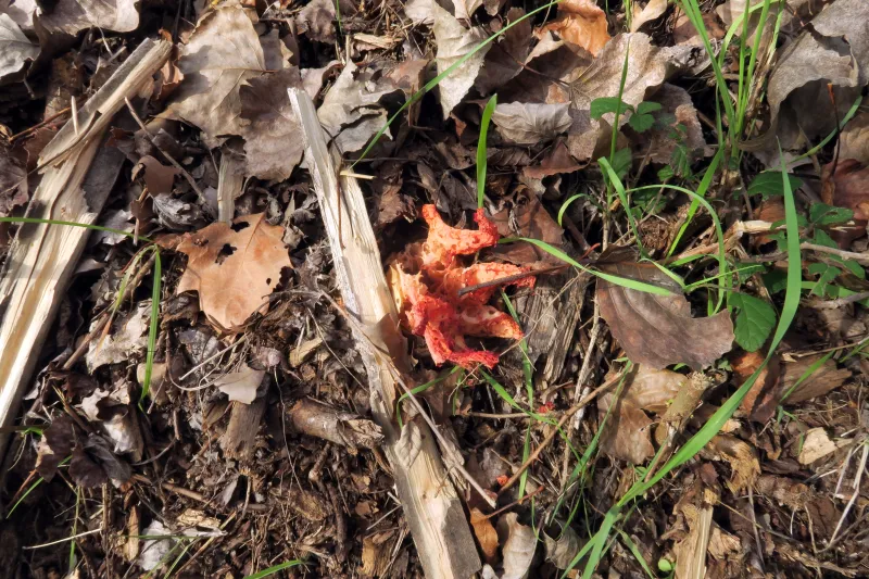 Clathrus ruber 1 - IMG_4986